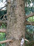 Blue spruce